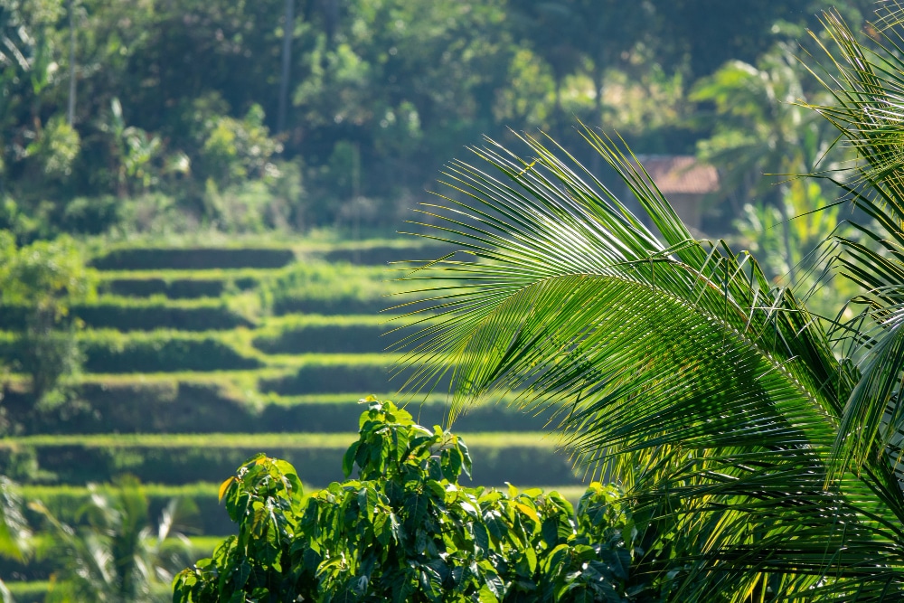 Bali Zoning Map Explained: What Every Color Means and Why It Can Make or Break Your Investment